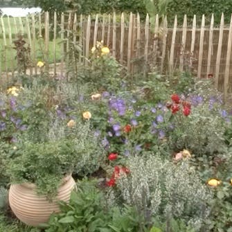 visne roser visne roser